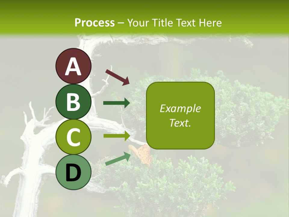 Beautiful Juniper Bonsai In A Garden PowerPoint Template