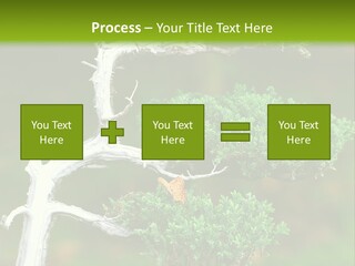 Beautiful Juniper Bonsai In A Garden PowerPoint Template