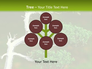 Beautiful Juniper Bonsai In A Garden PowerPoint Template