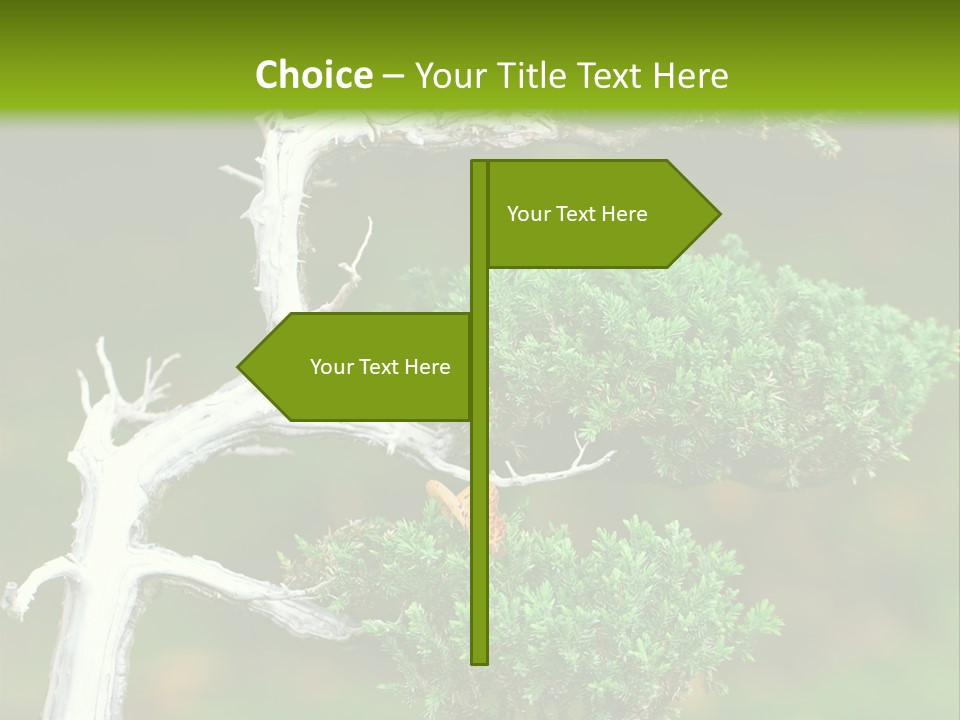 Beautiful Juniper Bonsai In A Garden PowerPoint Template