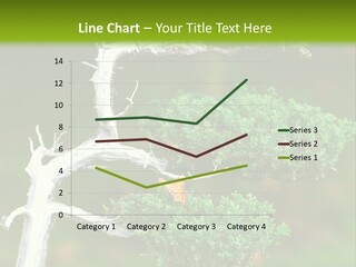 Beautiful Juniper Bonsai In A Garden PowerPoint Template