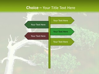 Beautiful Juniper Bonsai In A Garden PowerPoint Template