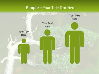 Beautiful Juniper Bonsai In A Garden PowerPoint Template