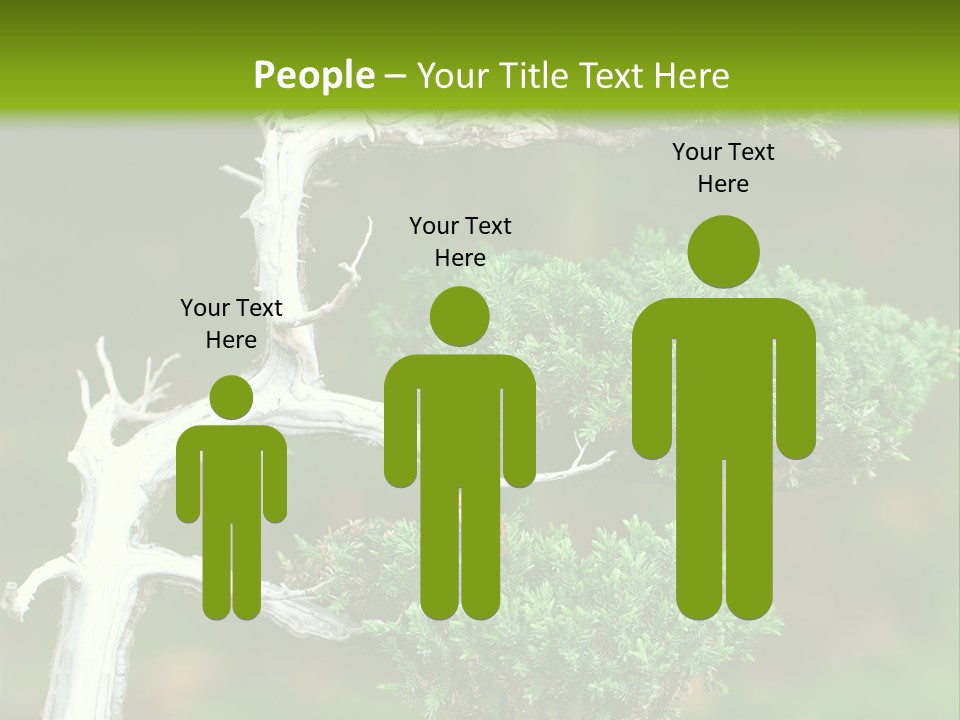 Beautiful Juniper Bonsai In A Garden PowerPoint Template