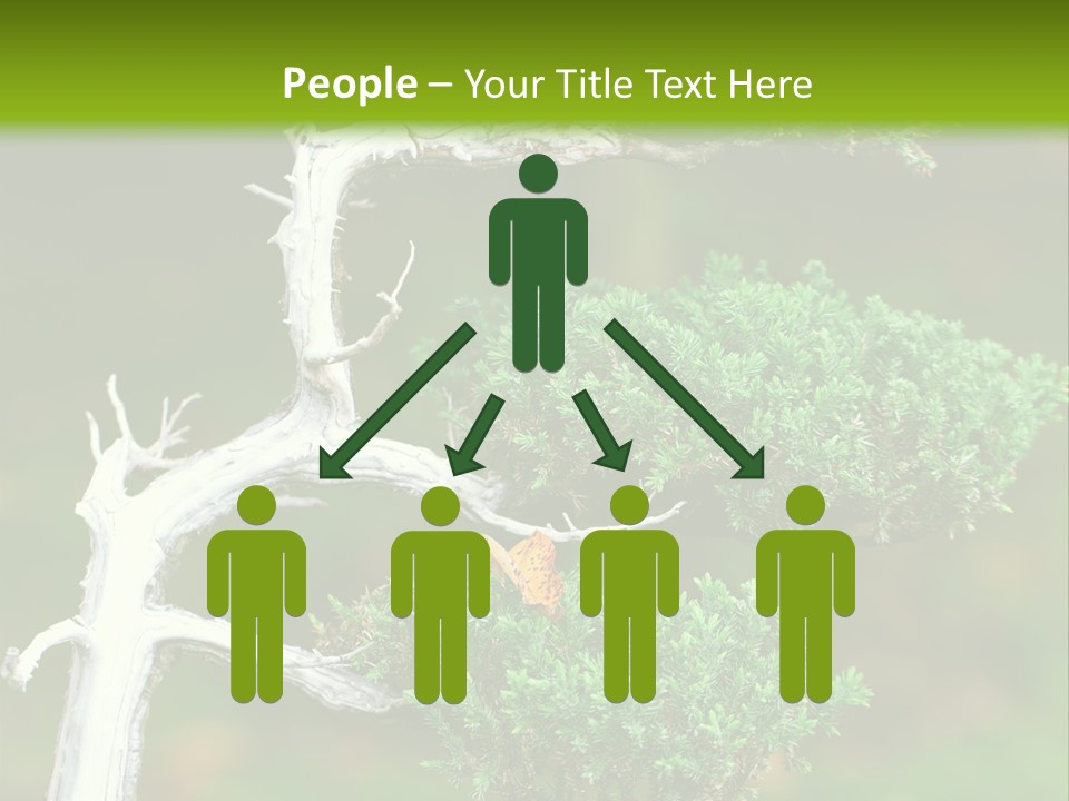 Beautiful Juniper Bonsai In A Garden PowerPoint Template