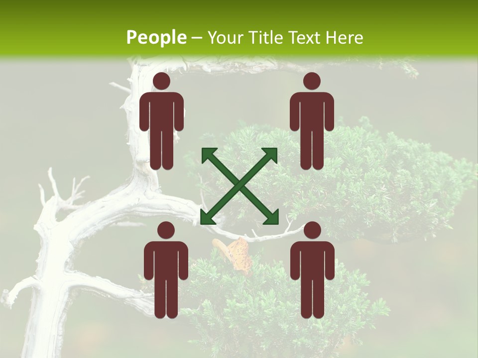 Beautiful Juniper Bonsai In A Garden PowerPoint Template