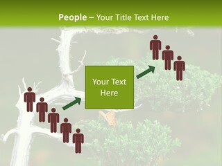 Beautiful Juniper Bonsai In A Garden PowerPoint Template