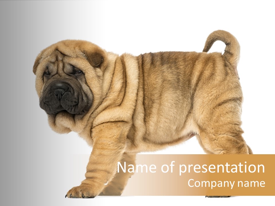Side View Of Shar Pei Puppy PowerPoint Template