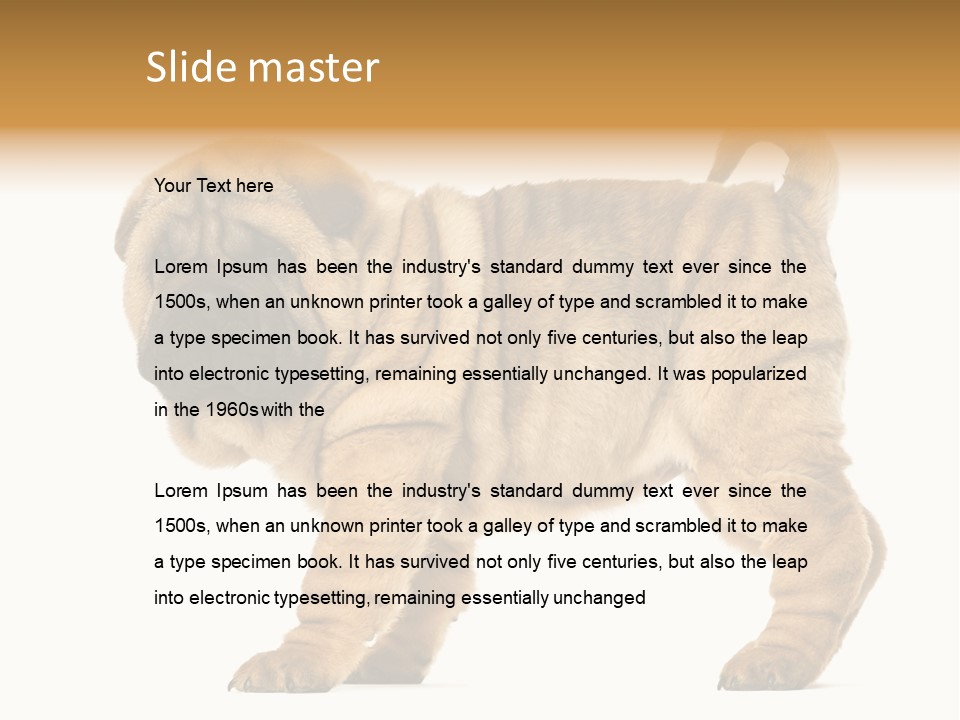 Side View Of Shar Pei Puppy PowerPoint Template