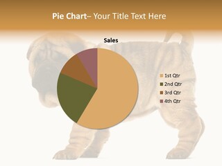 Side View Of Shar Pei Puppy PowerPoint Template