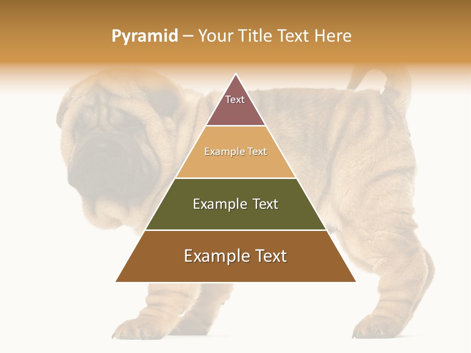Side View Of Shar Pei Puppy PowerPoint Template