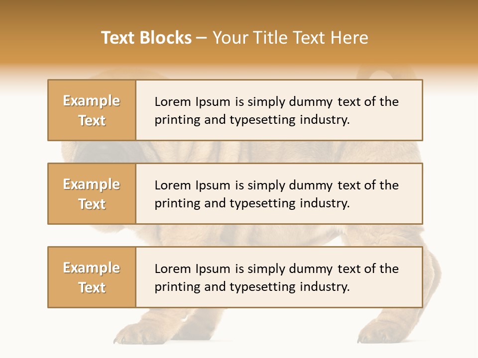 Side View Of Shar Pei Puppy PowerPoint Template