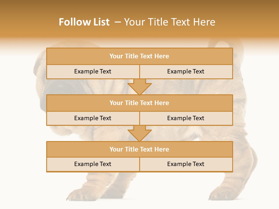 Side View Of Shar Pei Puppy PowerPoint Template
