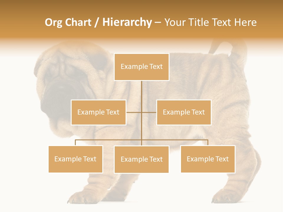 Side View Of Shar Pei Puppy PowerPoint Template