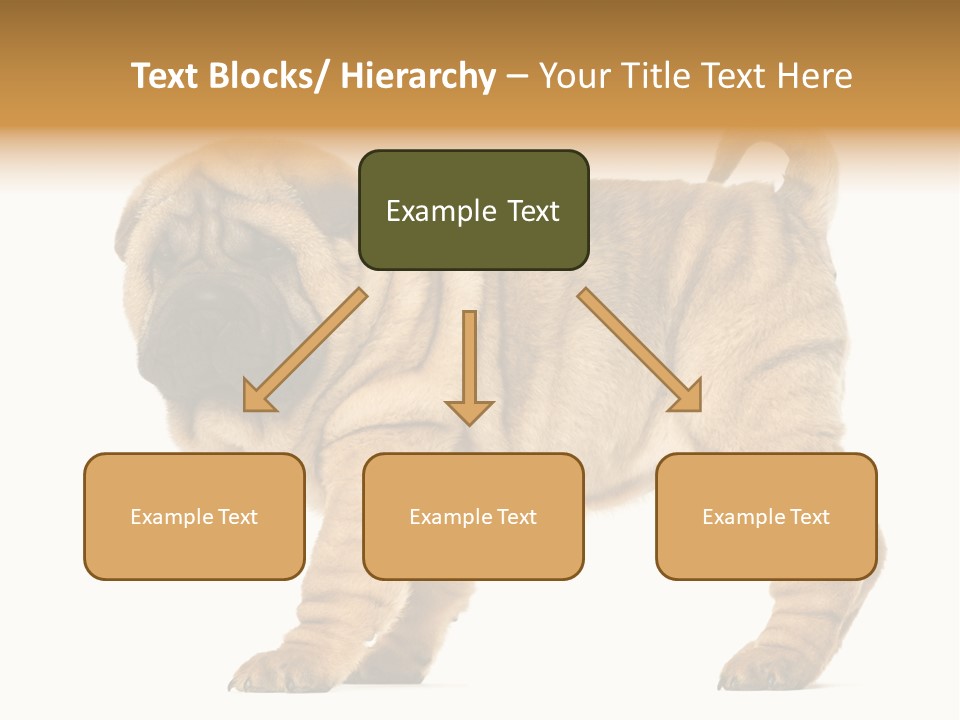 Side View Of Shar Pei Puppy PowerPoint Template