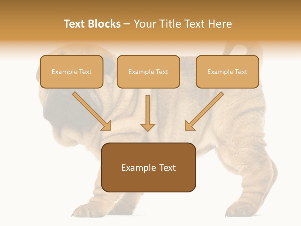 Side View Of Shar Pei Puppy PowerPoint Template