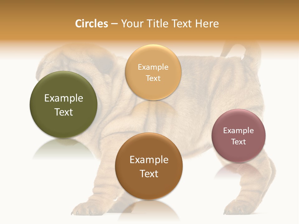 Side View Of Shar Pei Puppy PowerPoint Template