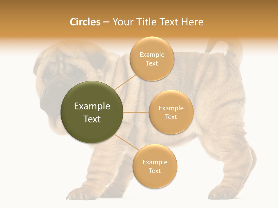 Side View Of Shar Pei Puppy PowerPoint Template
