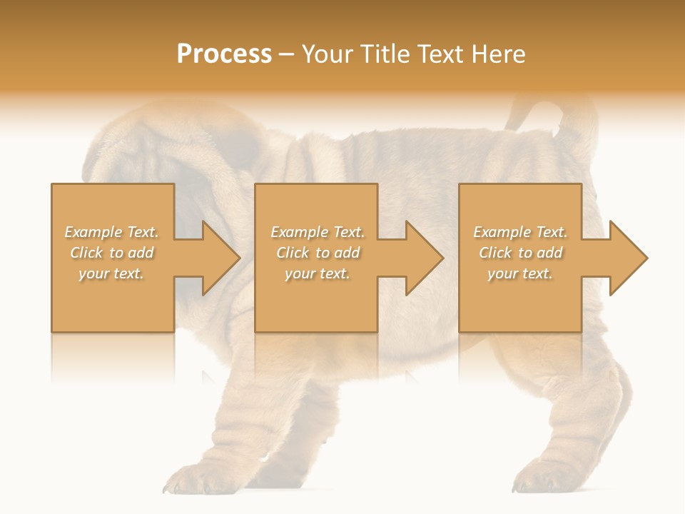 Side View Of Shar Pei Puppy PowerPoint Template