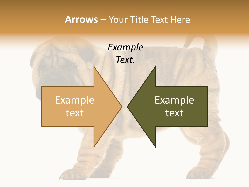Side View Of Shar Pei Puppy PowerPoint Template
