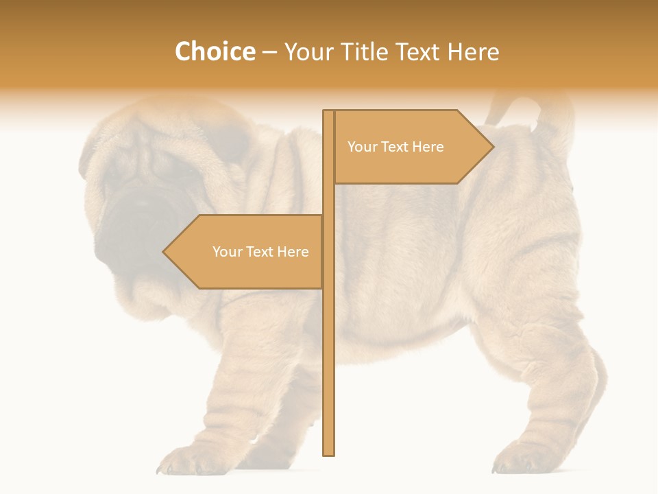 Side View Of Shar Pei Puppy PowerPoint Template