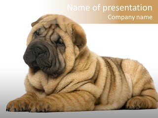 Shar Pei Puppy Lying Down PowerPoint Template