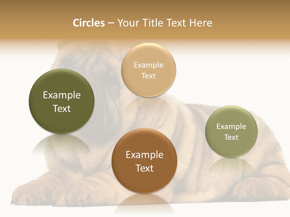 Shar Pei Puppy Lying Down PowerPoint Template