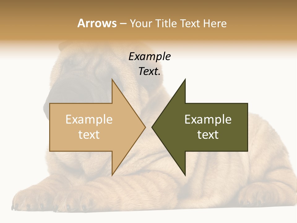 Shar Pei Puppy Lying Down PowerPoint Template