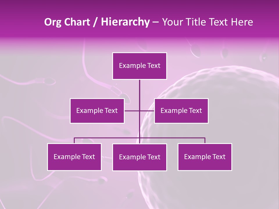Illustration Of An Egg Cell And Sperm PowerPoint Template
