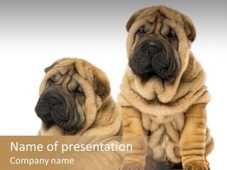Nobody Animal Canine PowerPoint Template