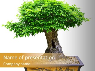 Plant Ficus Small PowerPoint Template