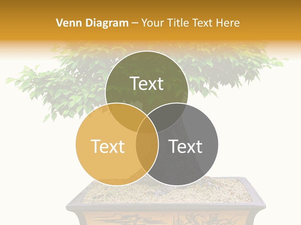 Plant Ficus Small PowerPoint Template