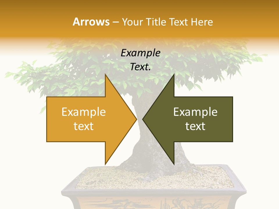 Plant Ficus Small PowerPoint Template