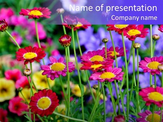 Mai Blumenbeet Liebe PowerPoint Template