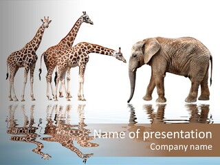 Enormous Neck Africa PowerPoint Template