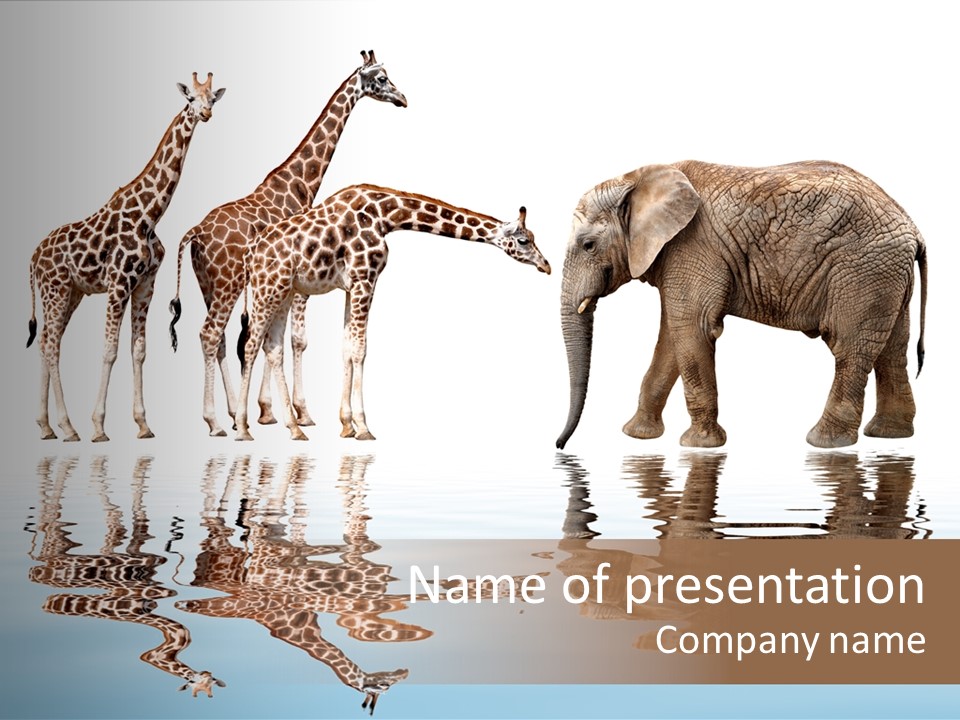 Enormous Neck Africa PowerPoint Template