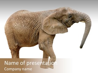 Loxodonta Ivory Safari PowerPoint Template