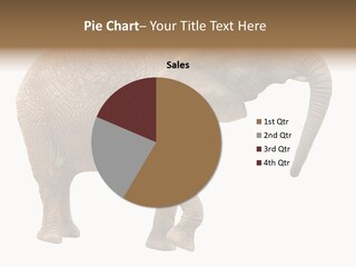 Loxodonta Ivory Safari PowerPoint Template