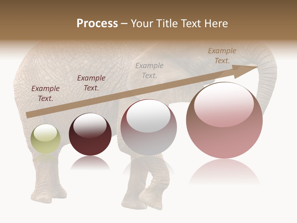 Loxodonta Ivory Safari PowerPoint Template