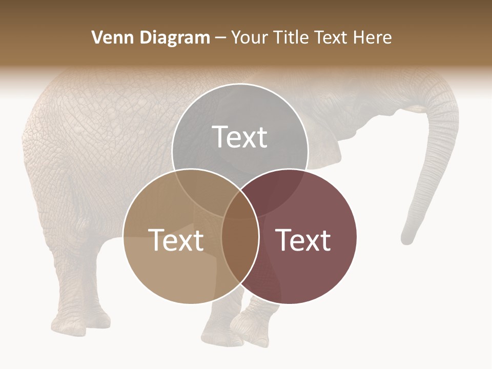 Loxodonta Ivory Safari PowerPoint Template