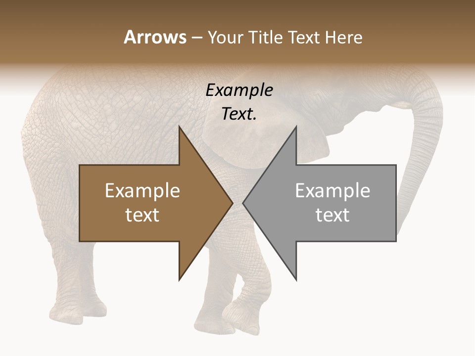 Loxodonta Ivory Safari PowerPoint Template