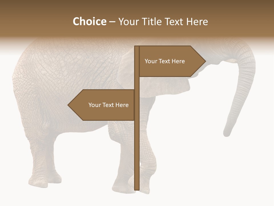 Loxodonta Ivory Safari PowerPoint Template