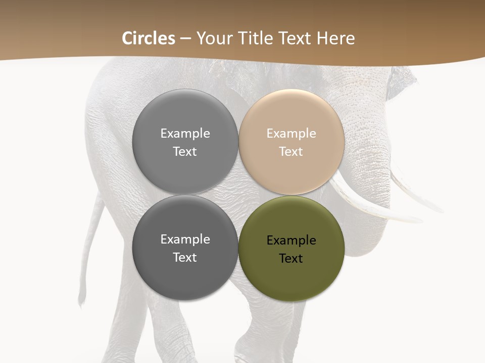 Elefanten Laufen Zirkus PowerPoint Template