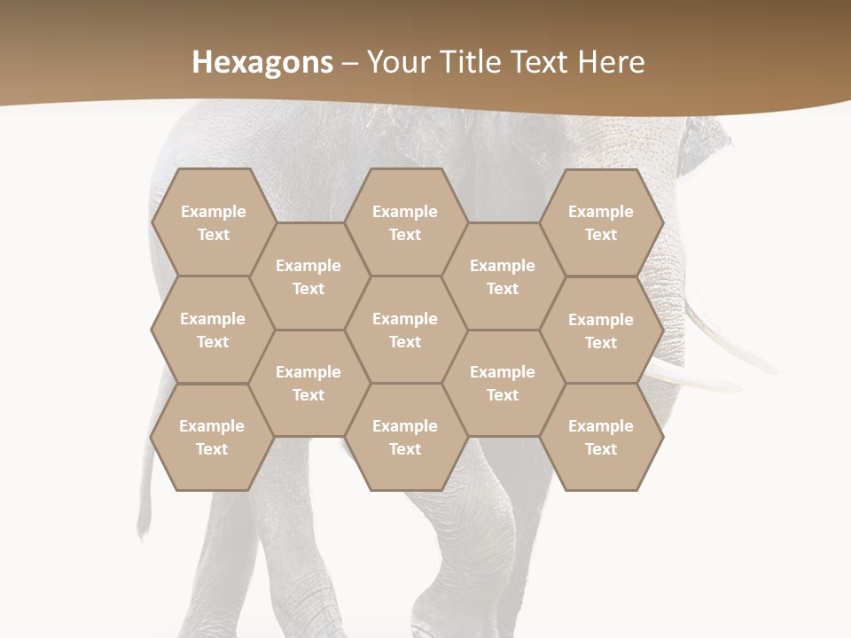 Elefanten Laufen Zirkus PowerPoint Template