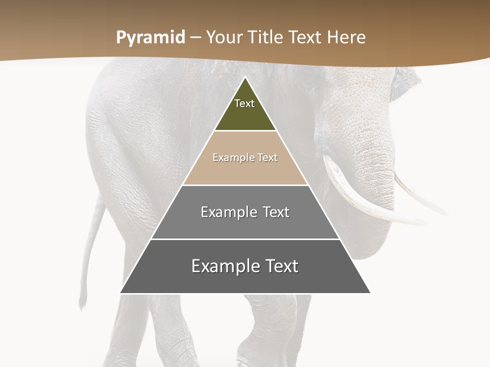 Elefanten Laufen Zirkus PowerPoint Template
