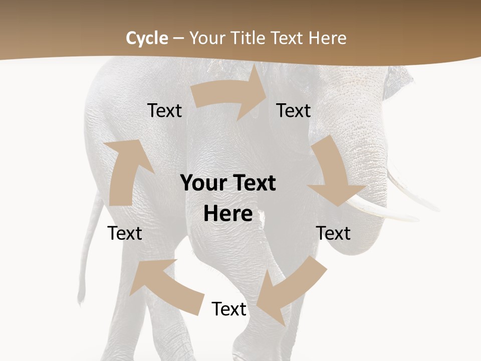 Elefanten Laufen Zirkus PowerPoint Template