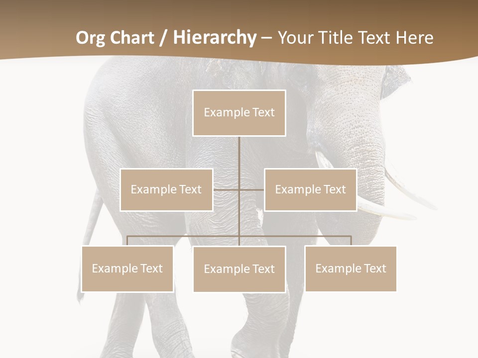 Elefanten Laufen Zirkus PowerPoint Template