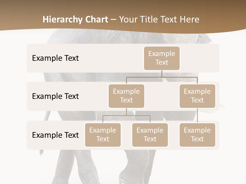 Elefanten Laufen Zirkus PowerPoint Template