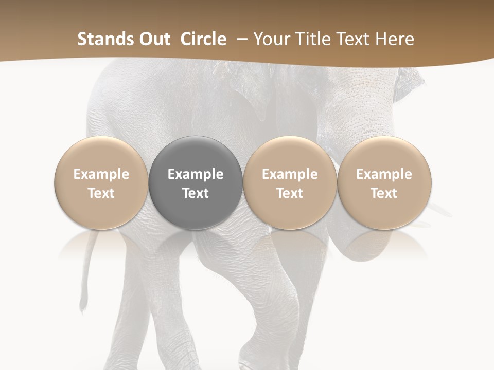 Elefanten Laufen Zirkus PowerPoint Template