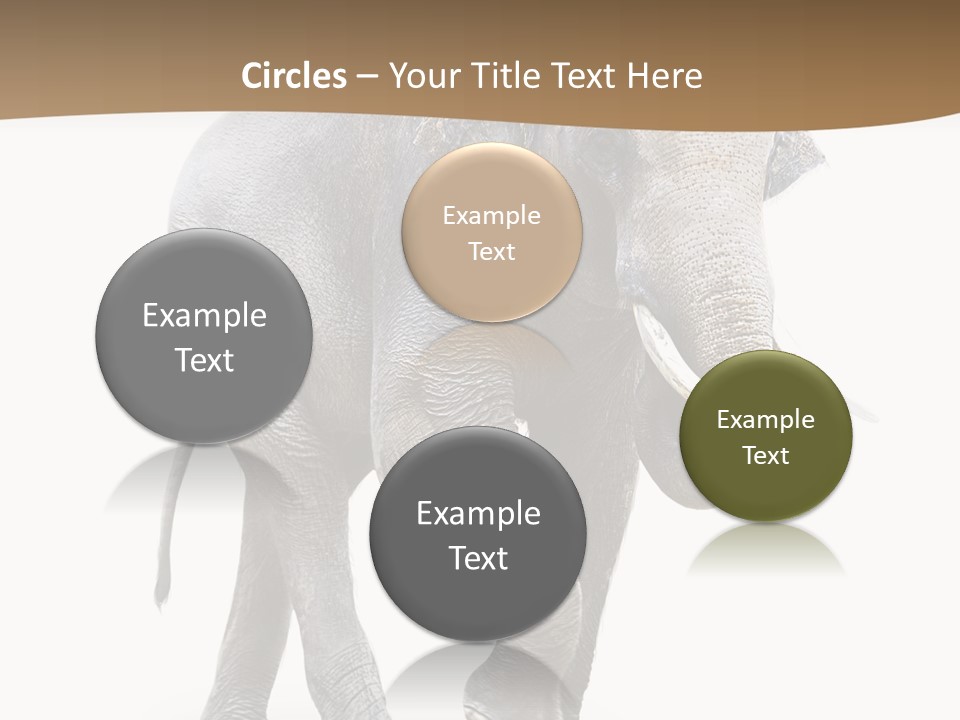 Elefanten Laufen Zirkus PowerPoint Template